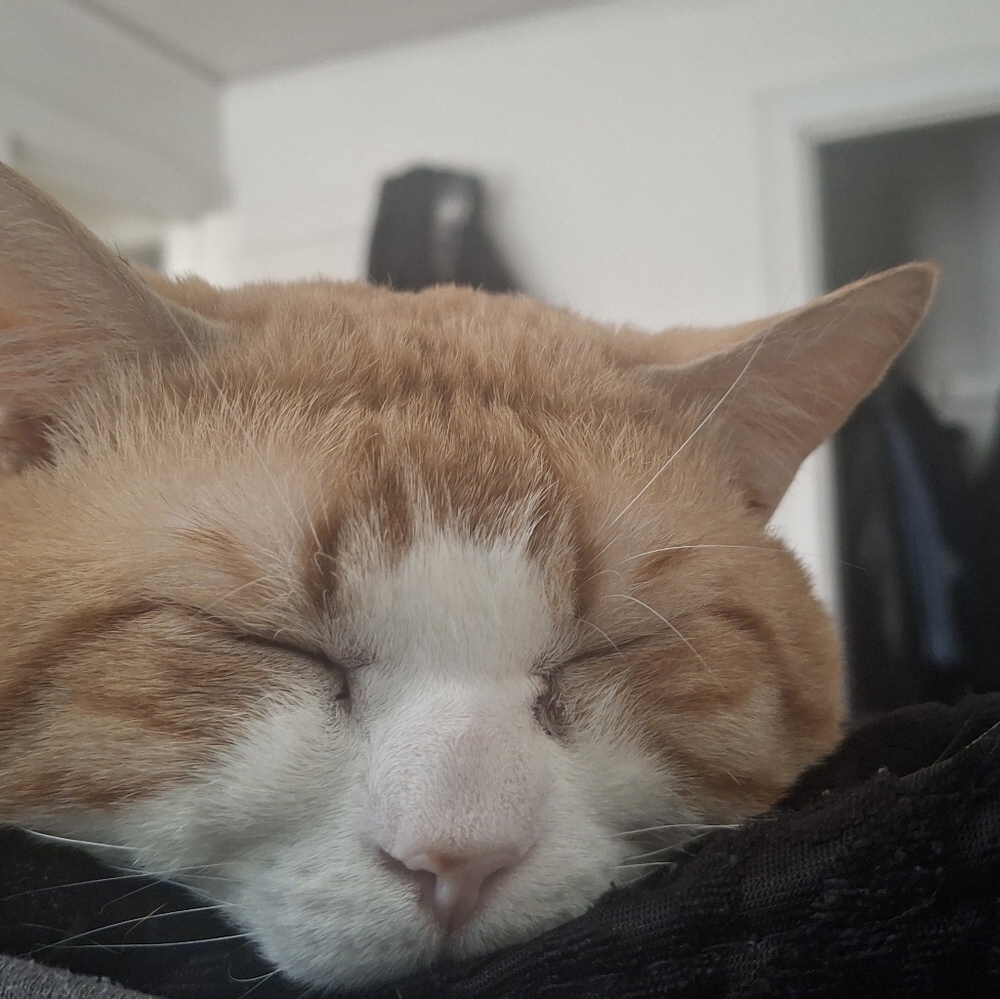 Meet your Posher, Chaya